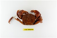 藏品(斯氏新脹蟹)的圖片